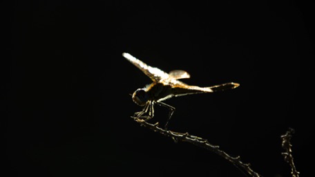and every evening the dragon-fly calls ...