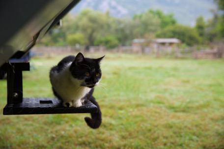 unser "Hauskatze" für ein paar Tage