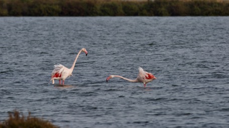 during "rain-breaks" we watch the flamingos nearby on the river-banks