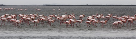 in the near swamp it shines pink :-)) in the near swamp it shines pink :-))