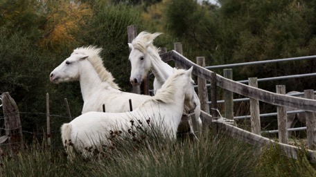 horses - the landmark of the Camargue