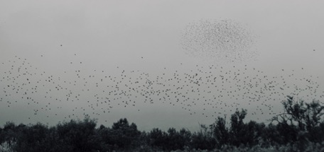Migration of the birds