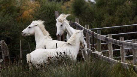 Pferde - das Wahrzeichen der Camargue Pferde - das Wahrzeichen der Camargue