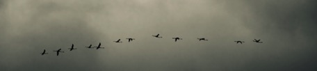 Flamingos on the go Flamingos on the go