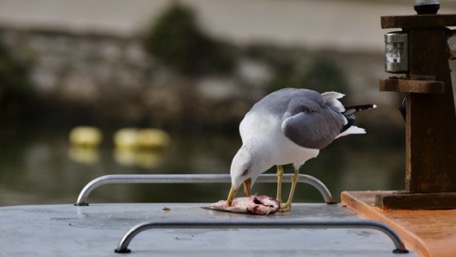 die Möwe ist hungrig ...