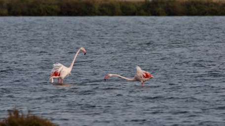 während der Regenpausen beobachten wir die Flamingos im Fluss