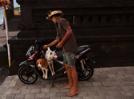 common way to transport dogs in Indonesien
