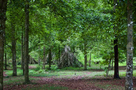 idyllic plantation