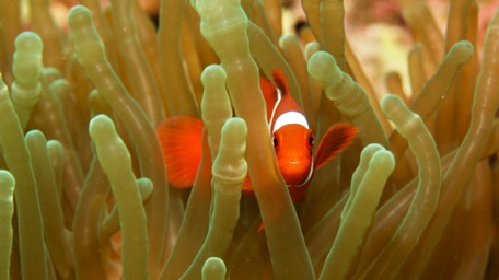 Nemo Nemo