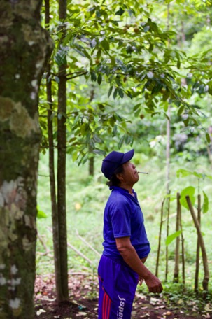 we learn how to harvest the nuts from the profi