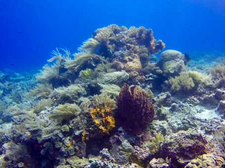 the underwater-strobe is broken ... the underwater-strobe is broken ...