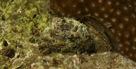 the little octopus hides well ... the little octopus hides well ...