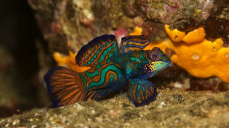 Mandarinfish Mandarinfish