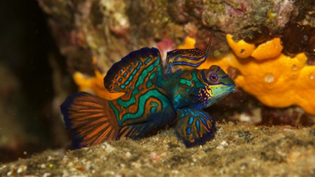 Mandarinfish