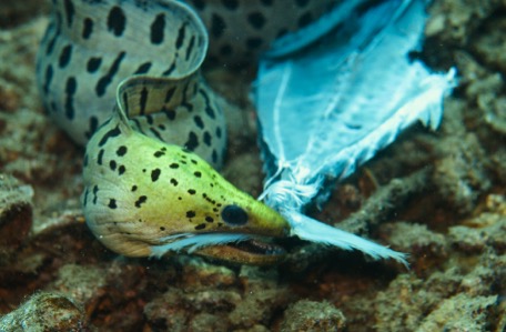 ... the moray eel wants to have a part of the catch ... the moray eel wants to have a part of the catch