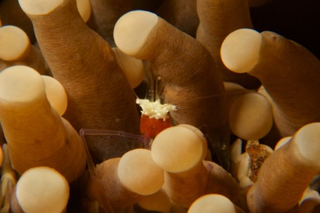 Mushroom-coral shrimp