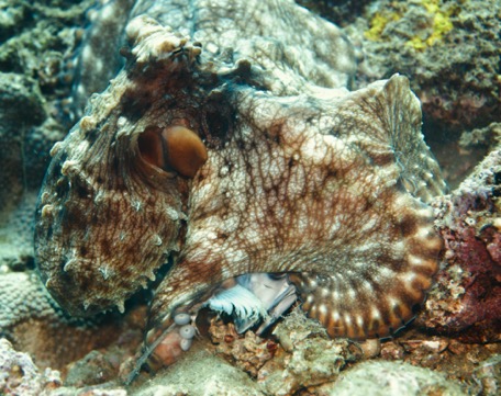 Der Octopus geniesst seine Mahlzeit, bis ...