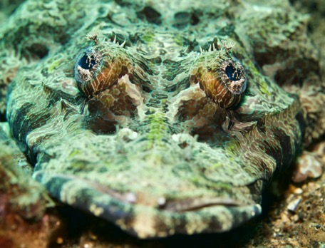 Crocodile-flathead