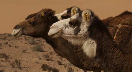 die West-Sahara empfängt uns freundlich und ...