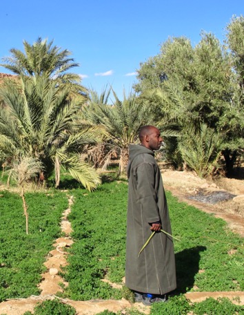Ahmad führt uns durch die Palmeraie von Aoufus Ahmad führt uns durch die Palmeraie von Aoufus