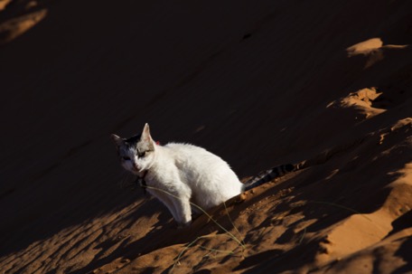 ... die Katze des Cafés ist noch da und freut sich über Streicheleinheiten