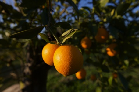 ... wo die Orangen reif sind ... wo die Orangen reif sind