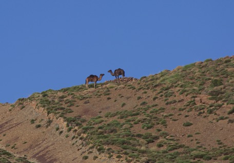 ... where we see the first dromedaries :-))) ... where we see the first dromedaries :-)))
