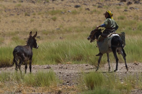 until a horny donkey spoils the idyllic scene