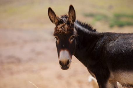 the donkey ... the donkey ...