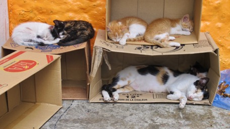 the Moroccons have a heart for cats the Moroccons have a heart for cats