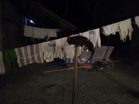 Hähne gibt es auch auf Siquijor überall Hähne gibt es auch auf Siquijor überall