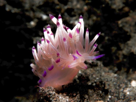 Flabellina Fadenschnecke (2 cm) Flabellina Fadenschnecke (2 cm)