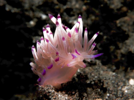 Flabellina Fadenschnecke (2 cm)