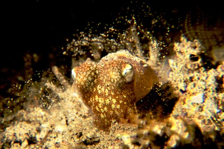 Bobtail Squid (2 cm) Bobtail Squid (2 cm)