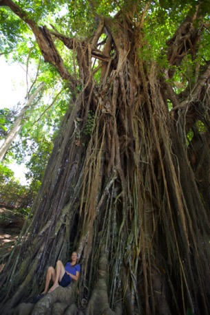 der heilige, jahrhunderte-alte, Balete-Baum der heilige, jahrhunderte-alte, Balete-Baum