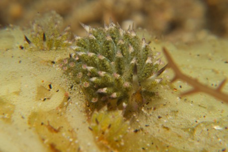 junge Flabellina Schnecke, ca 5mm klein