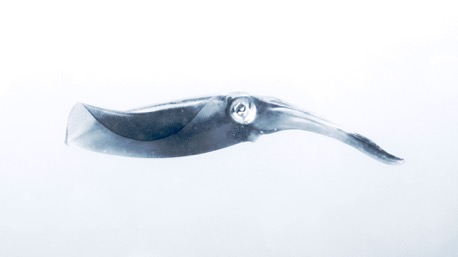 auch Sepias schwimmen oft vorbei auch Sepias schwimmen oft vorbei