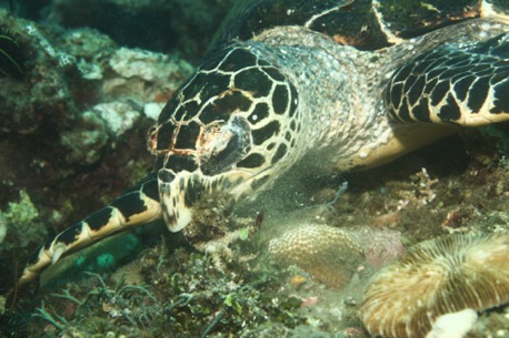 Ginas Hausriff wird von vielen Schildkröten besucht Ginas Hausriff wird von vielen Schildkröten besucht