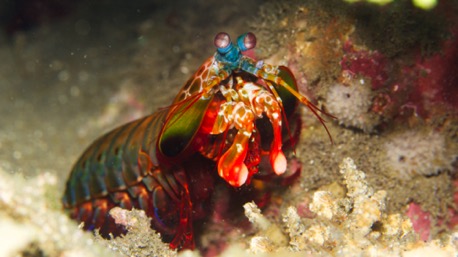 Mantis Shrimp Mantis Shrimp