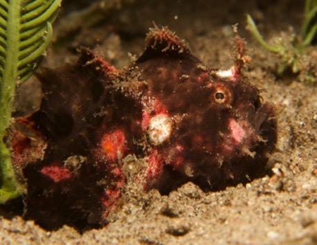 junger haariger Anglerfisch (2 cm) junger haariger Anglerfisch (2 cm)