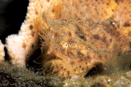 gut getarnter haariger Anglerfisch (10 cm) gut getarnter haariger Anglerfisch (10 cm)