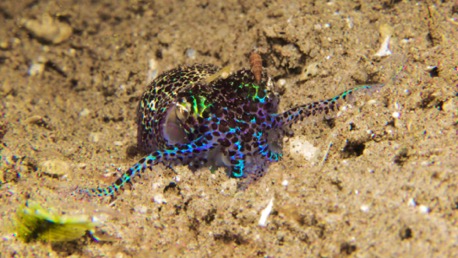 Bobtail Squid (2 cm) in blau ... Bobtail Squid (2 cm) in blau ...