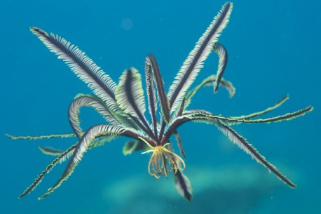 die Haarsterne sind sehr aktiv und schwimmen im Blauwasser die Haarsterne sind sehr aktiv und schwimmen im Blauwasser
