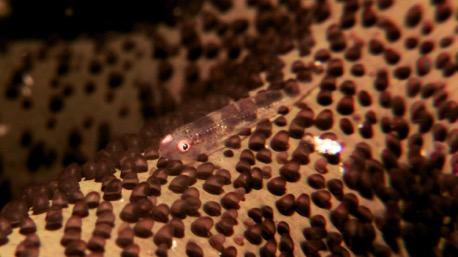 Fisch auf einem Seestern, ca 3mm gross