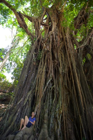 der heilige, jahrhunderte-alte, Balete-Baum