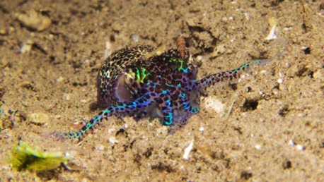 Bobtail Squid (2 cm) in blau ...
