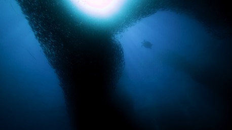 The Sardine-run, unbeatable Highlight in Moalboal