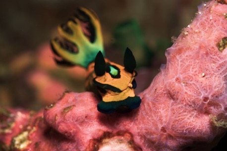 nudibranch (3cm) nudibranch (3cm)