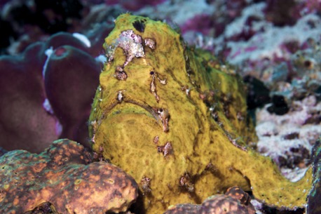 giant frogfish giant frogfish