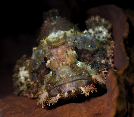 Scorpion-Fish Scorpion-Fish